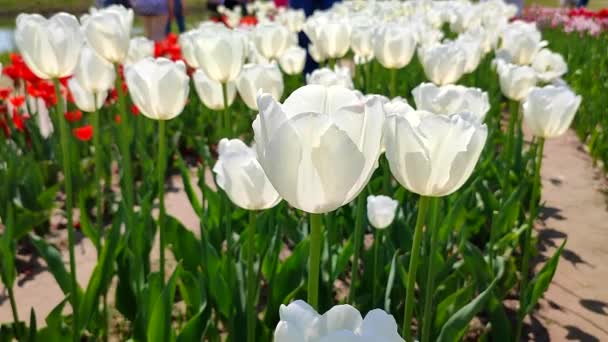 Tulipanes Tulipán Blanco Floreciente Soleado Día Primavera Luminoso Tulipán Floreciendo — Vídeos de Stock