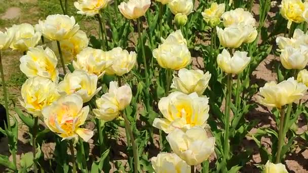 Tulipas Floração Tulipa Amarela Bege Dia Ensolarado Primavera Floração Tulipa — Vídeo de Stock