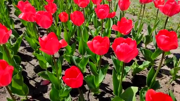 Tulpen Blühende Rote Tulpe Einem Sonnigen Frühlingstag Helle Tulpenblüte Viele — Stockvideo