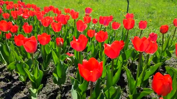 Тюльпани Цвіте Червоний Тюльпан Сонячний Весняний День Яскравий Тюльпан Цвіте — стокове відео