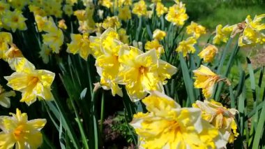 Narcissus. Güneşli bahar gününde çiçek açan sarı nergis muzlu su sıçraması. Nergis çiçekleri büyük yapraklar açar. Çiçek açan çiçekler gibi. Daimi bitkisel bitkiler soğanlı bitkiler. Doğa