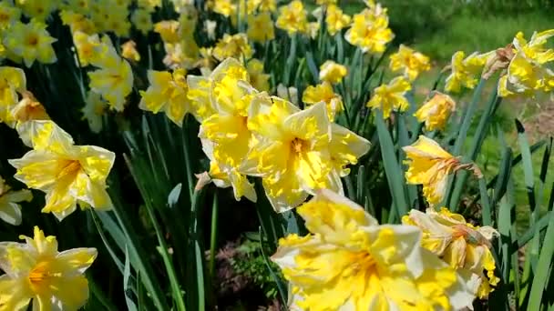 Narcis Bloeiende Varieteit Gele Narcis Banaan Splash Zonnige Lentedag Daffodil — Stockvideo