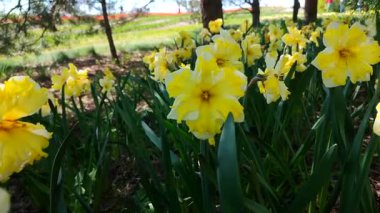 Narcissus. Güneşli bahar gününde çiçek açan sarı nergis muzlu su sıçraması. Nergis çiçekleri büyük yapraklar açar. Çiçek açan çiçekler gibi. Daimi bitkisel bitkiler soğanlı bitkiler. Doğa