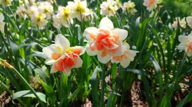 Narcissus. Güneşli bahar gününde çiçek açan beyaz turuncu nergis çiçeği. Nergis çiçekleri büyük yapraklar açar. Çiçek açan çiçekler gibi. Daimi bitkisel bitkiler soğanlı bitkiler. Doğa arkaplanı