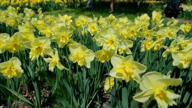 Narcissus. Güneşli bahar gününde çiçek açan sarı nergis çiçeği. Nergis çiçekleri büyük yapraklar açar. Çiçek açan çiçekler gibi. Daimi bitkisel bitkiler soğanlı bitkiler. Doğa arkaplanı
