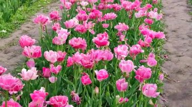 Laleler. Çiçekli pembe beyaz lale, güneşli bir bahar günü. Parlak lale çiçek açıyor. Büyük taç yapraklarıyla çiçek açan bir sürü çiçek. Çiçek açan çiçekler gibi. Ebedi otçul soğanlı bitkiler. Doğa Doğal arkaplan