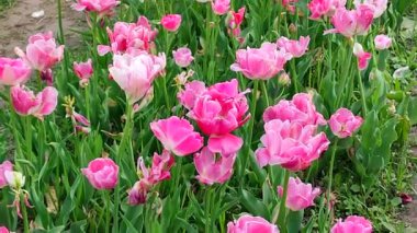 Laleler. Çiçekli pembe beyaz lale, güneşli bir bahar günü. Parlak lale çiçek açıyor. Büyük taç yapraklarıyla çiçek açan bir sürü çiçek. Çiçek açan çiçekler gibi. Ebedi otçul soğanlı bitkiler. Doğa Doğal arkaplan