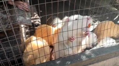 Nutria. Kafeste büyük sarı dişli canlı bir hindistan cevizi. Beyaz turuncu kürklü, dişli, kulaklı, pençeli, kuyruklu, dört ayaklı bir su kuşu. Memeli kemirgen. Hayvan yetiştiriciliği. Tarım. Tarım endüstrisi