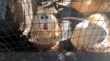 Nutria. Kafeste büyük sarı dişli canlı bir hindistan cevizi. Beyaz turuncu kürklü, dişli, kulaklı, pençeli, kuyruklu, dört ayaklı bir su kuşu. Memeli kemirgen. Hayvan yetiştiriciliği. Tarım. Tarım endüstrisi