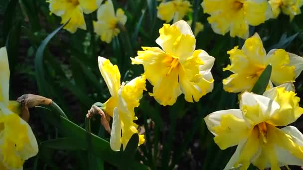 Narcissus 开花结果的黄水仙花在阳光明媚的春日飞溅 菊花盛开 花瓣硕大 百花盛开 多年生草本植物变种球茎植物 — 图库视频影像