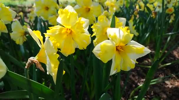Narcis Kvetoucí Odrůdově Žlutý Narcis Banán Splash Slunný Jarní Den — Stock video