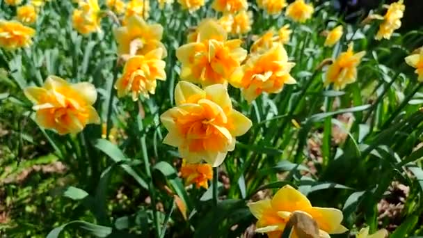 Narcissus Blooming Varietal Yellow Orange Daffodil Sunny Spring Day Daffodil — Stock Video