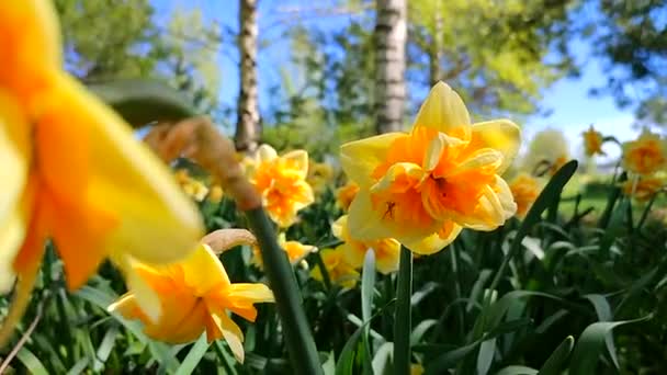 Нарцис Цвіте Сортовий Жовтий Апельсиновий Нарцис Сонячний Весняний День Квіти — стокове відео