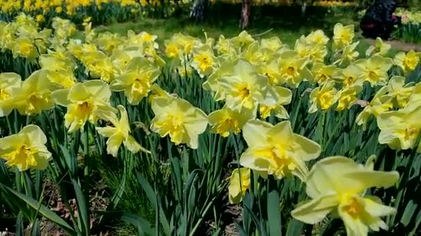 ナルシッサス 晴れた春の日に咲くバリエーションの黄色いダフディル ダフジル花は大きな花びらを咲かせています 花が咲いている ペレニアルハーバースバリエーションバルブプラント 自然の背景 — ストック動画