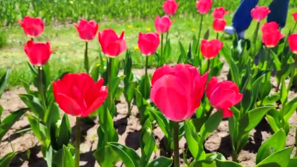 チューリップス 晴れた春の日に赤いチューリップを咲かせます 明るいチューリップが咲きました 花びらがたくさん咲いています 花が咲きました ペレニアルハーバースバルブプラント — ストック動画