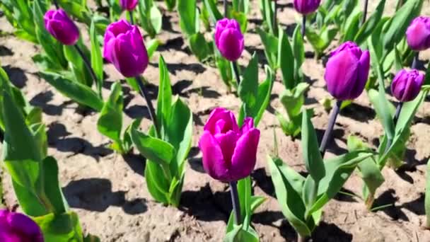 Tulipány Kvetoucí Fialový Tulipán Slunečný Jarní Den Jasná Tulipánová Květina — Stock video