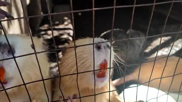 누트리아 감금소에 치아와 Nutria 4개의 다리에 주황색 꼬리를 수송아지 포유류 — 비디오