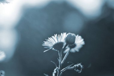 Bir sapında küçük taç yaprakları olan küçük çiçekler güneşli yaz gününde parlayan güneş ışınlarıyla bulanık arka planda. Alt manzara. Doğal doğa geçmişi. Doğa arkaplanı Mavi gri