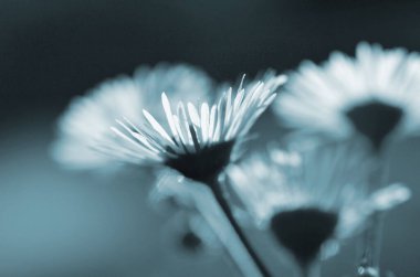 Küçük beyaz yaprakları olan bir sürü küçük çiçek yeşil arka planda yeşil saplı sarı stamen. Doğal doğa geçmişi. Doğa arkaplanı Mavi gri