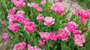 Laleler. Çiçekli pembe beyaz lale, güneşli bir bahar günü. Parlak lale çiçek açıyor. Büyük taç yapraklarıyla çiçek açan bir sürü çiçek. Çiçek açan çiçekler gibi. Ebedi otçul soğanlı bitkiler. Doğa Doğal arkaplan