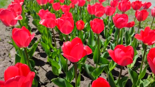 Tulpen Blühende Rote Tulpe Einem Sonnigen Frühlingstag Helle Tulpenblüte Viele — Stockvideo