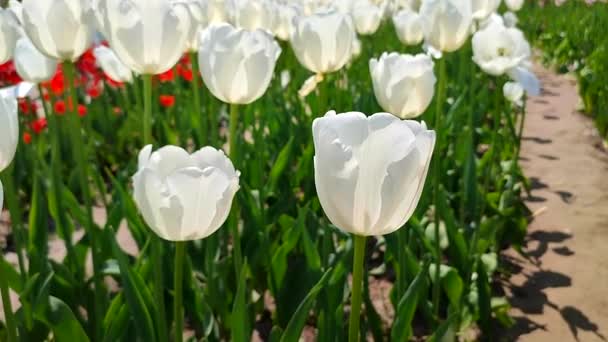 チューリップス 晴れた春の日に咲く白いチューリップ 明るいチューリップが咲きました 花びらがたくさん咲いています 花が咲いている ペレニアルハーバースバルブプラント — ストック動画