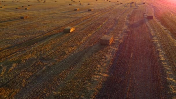 押された小麦のわらは日没と夜明けに小麦の収穫の後 畑に横たわっています 収穫後に農地で圧縮されたストローベール 農業農業について 農業産業について — ストック動画