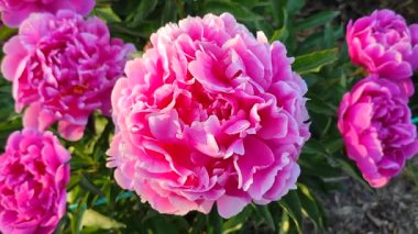 Büyük, kırmızı pembe yapraklı, beyaz kenarlı, yeşil yapraklı, büyük, şakayıksı bir çiçek. Güzel şakayık çiçeğinin güzel çiçekleri. Güzel çiçekli şakayık çiçekleri baharda