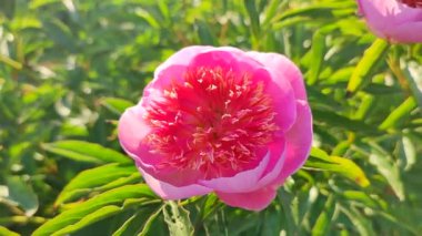 Büyük, kırmızı pembe taç yaprakları ve yakın plan yeşil yaprakları olan büyük, şakayıksı bir çiçek. Güzel şakayık çiçeğinin güzel çiçekleri. Güzel çiçekli şakayık çiçekleri baharda