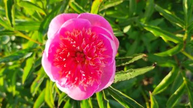 Büyük, kırmızı pembe taç yaprakları ve yakın plan yeşil yaprakları olan büyük, şakayıksı bir çiçek. Güzel şakayık çiçeğinin güzel çiçekleri. Güzel çiçekli şakayık çiçekleri baharda