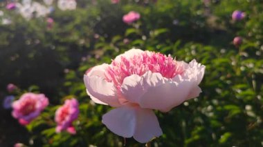 Büyük, kırmızı pembe taç yaprakları ve yakın plan yeşil yaprakları olan büyük, şakayıksı bir çiçek. Park bahçesindeki çiçek tarhında çiçek açan fındık çiçekleri. Çiçek açan şakayık çiçeği baharı