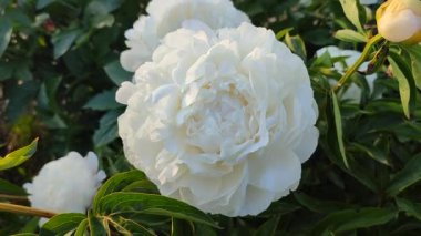 Büyük, yeşil yapraklı, beyaz yapraklı, büyük, şakayıksı bir çiçek. Güzel şakayık çiçeğinin güzel çiçekleri. Baharda çiçek açan güzel şakayık çiçekleri Park bahçesindeki çiçek tarhında