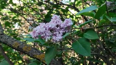 İlkbaharda dalda mor bir çiçek. İlkbaharda dalda mor bir çiçek açar.