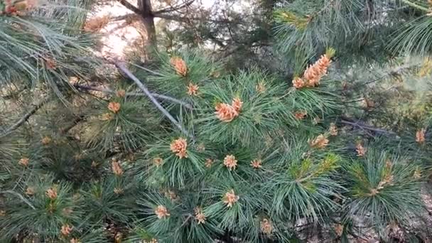 松树分枝 有雄蕊和开花松树的小圆锥 盛开的松树枝叶在春天的夏天的森林里 松针的绿色长针 自然自然 — 图库视频影像