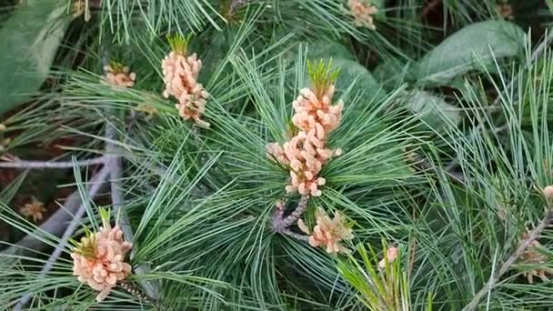 パインブランチ スタムと花の松の小さな円錐 春の夏に森に咲く松の枝 松の針の長い緑色の針 — ストック動画