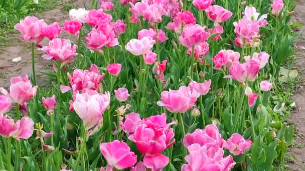 Tulpen Blühende Rosa Weiße Tulpe Sonniger Frühlingstag Helle Tulpenblüte Viele — Stockvideo