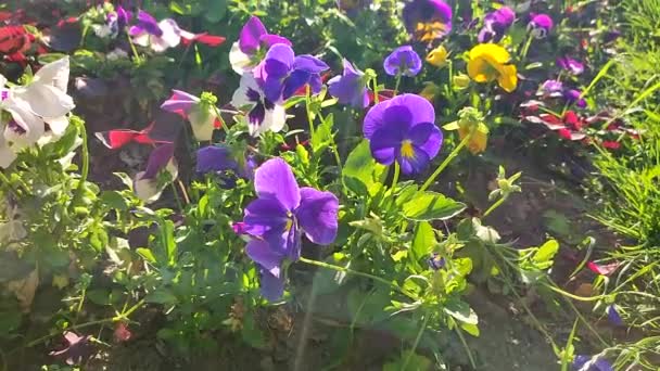 Nombreuses Fleurs Violettes Violettes Violettes Jaunes Blanches Aux Feuilles Vertes — Video
