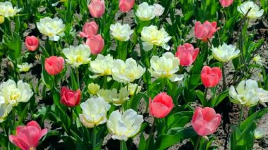 Laleler. Çiçekli pembe beyaz lale, güneşli bir bahar günü. Parlak lale çiçek açıyor. Büyük taç yapraklarıyla çiçek açan bir sürü çiçek. Çiçek açan çiçekler gibi. Ebedi otçul soğanlı bitkiler. Doğa Doğal arkaplan