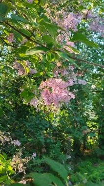 İlkbaharda bir dalda leylak pembe çiçek. İlkbaharda dikey dalda leylak çiçek açar.