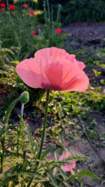 Bahar mevsiminde gün batımında güneşli bir akşamda, çiçek tarhında büyük kırmızı pembe yaprakları olan büyük kırmızı bir gelincik çiçeği. Dikey