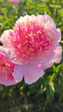 Büyük, kırmızı pembe taç yaprakları ve yakın plan yeşil yaprakları olan büyük, şakayıksı bir çiçek. Güzel şakayık çiçeğinin güzel çiçekleri. İlkbaharda çiçek açan şakayık dikey