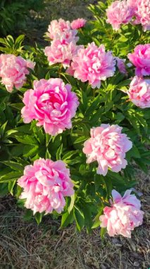 Büyük, kırmızı pembe yapraklı, beyaz kenarlı, yeşil yapraklı, büyük, şakayıksı bir çiçek. Güzel şakayık çiçeğinin güzel çiçekleri. İlkbaharda çiçek açan şakayık dikey