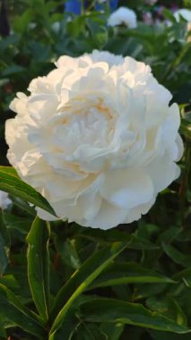 Büyük, yeşil yapraklı, beyaz yapraklı, büyük, şakayıksı bir çiçek. Güzel şakayık çiçeğinin güzel çiçekleri. Baharda çiçek açan şakayık çiçekleri bahçedeki çiçek tarhında dikey