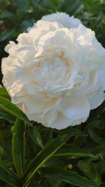 Büyük, yeşil yapraklı, beyaz yapraklı, büyük, şakayıksı bir çiçek. Güzel şakayık çiçeğinin güzel çiçekleri. Baharda çiçek açan şakayık çiçekleri bahçedeki çiçek tarhında dikey