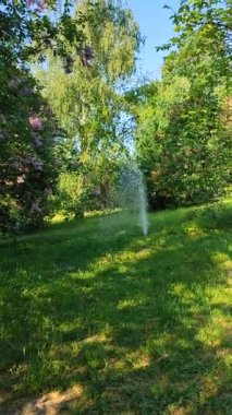 Bahçe parkındaki çeşme sulama, güneşli bahar günü. Çalı ağaçlarının arasındaki yeşil çimlerin içindeki fıskiyeyi sulayan yeşil yapraklar. Nemlendirme Sulama Sistemi Dikey