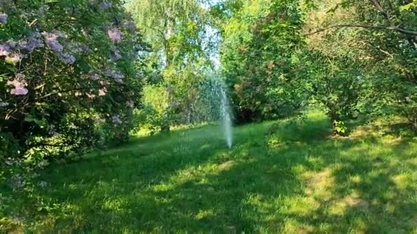 晴れた春の夏の日に庭園の公園で灌漑水噴水 緑の草の水噴水は緑の葉で茂みと木の間をきれいにする 湿らせる加湿の灌漑システム — ストック動画