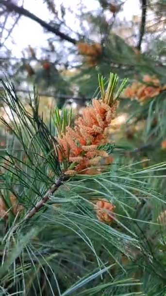 パインブランチ スタムと花の松の小さな円錐 春の夏に森に咲く松の枝 松の針の長い緑色の針 自然に 統一された木 バーティカル — ストック動画