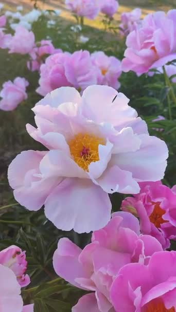 Μεγάλο Μεγάλο Παιώνι Λουλούδι Μεγάλα Πέταλα Από Ροζ Βυσσινί Κόκκινο — Αρχείο Βίντεο