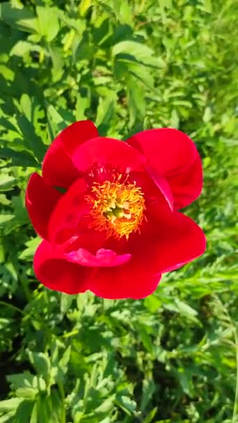 Велика Велика Квітка Півонії Великими Пелюстками Червоного Кольору Жовтими Тичинками — стокове відео