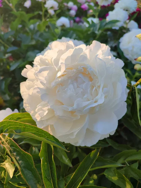 Large big peony flower with large petals of white color with green leaves close-up. Beautiful blossoming of beautiful Peony flower. Beautiful flower peony blossom in spring on flowerbed in park garden